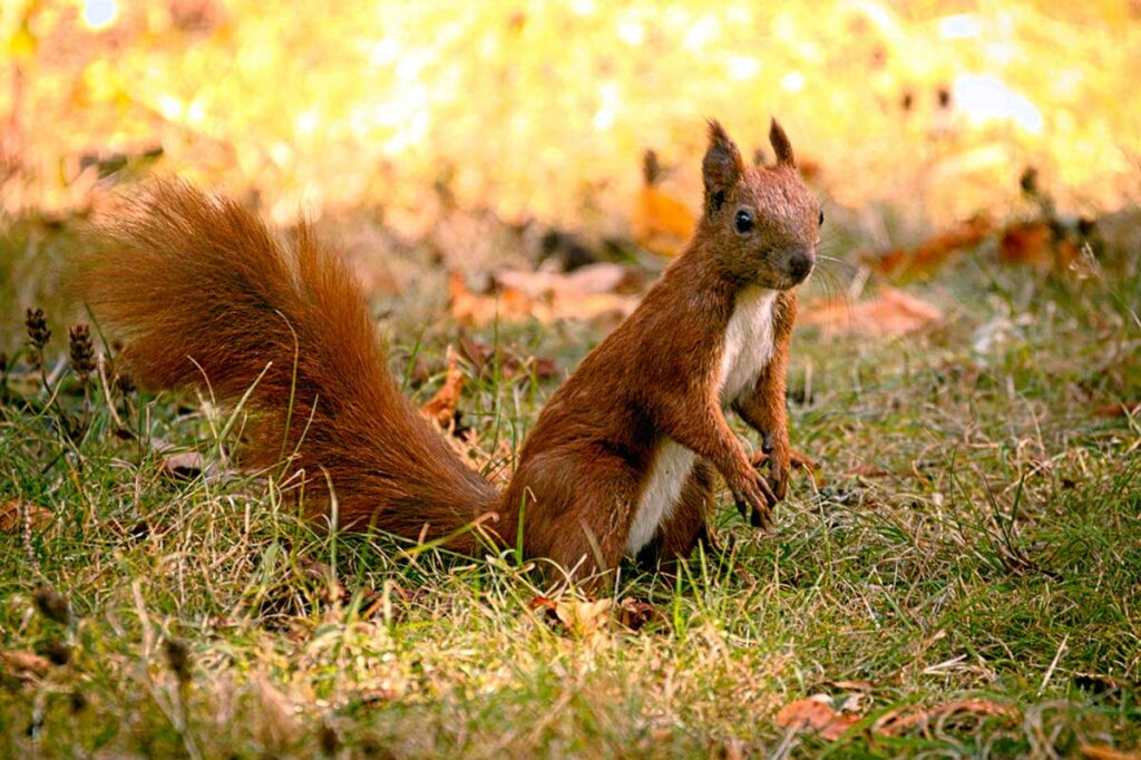 camping proche natuur souillac